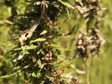 Harvesting Hemp Seed Harvesting Hemp Seed